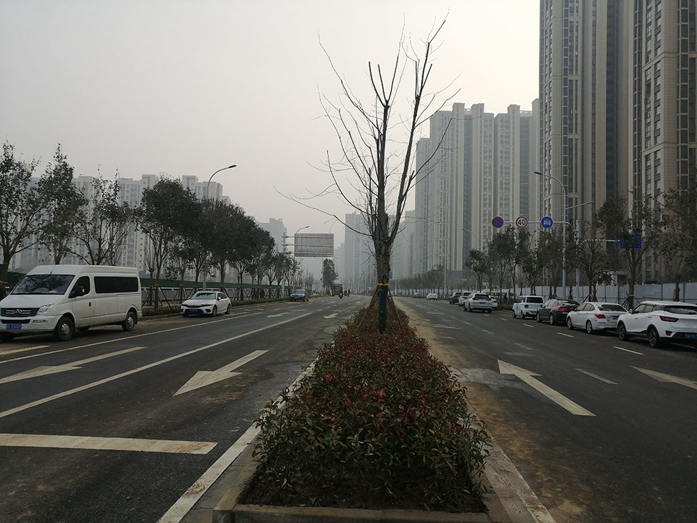 特事特辦、創(chuàng  )造速度奇跡 --洛達路（中原路-穎河路）綠化工程完工
